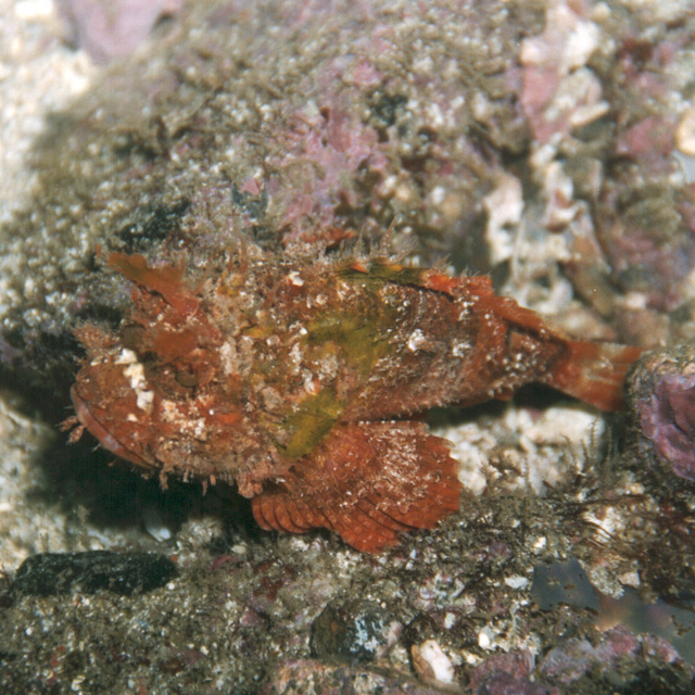 Scorpaenopsis cotticeps